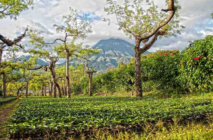 Guatemala coffee farm with volcano in background