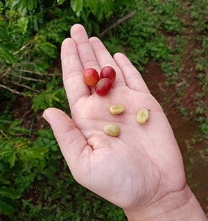 Caucasian hand holding three ripe coffee cherries and three fresh coffee beans