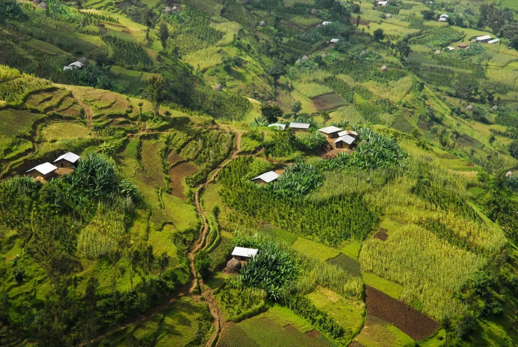 coffee terraces in Ethiopia